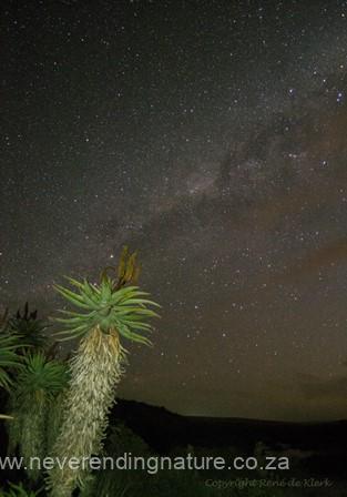 The milky way with aloes in the foreground in the Bontebok National Park near Swellendam.
