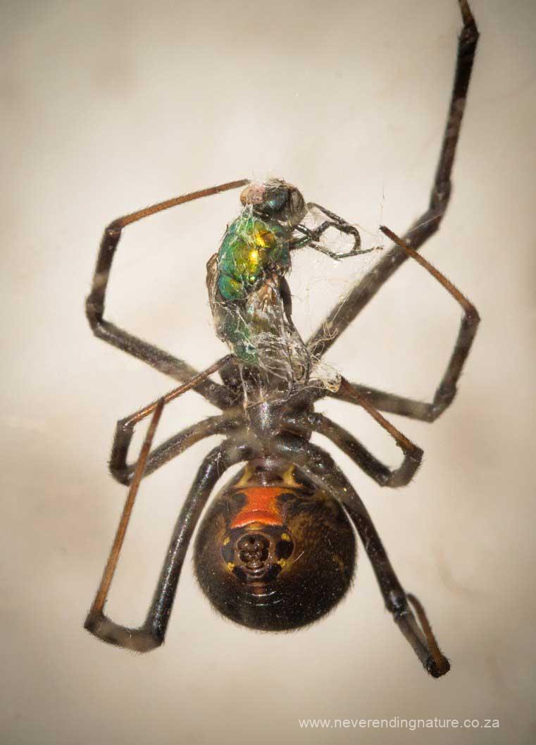 Are spiders in South Africa dangerous? The truth about spider bites ...