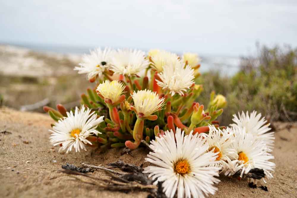 Namaqua spring flower season: report and latest updates post thumbnail image