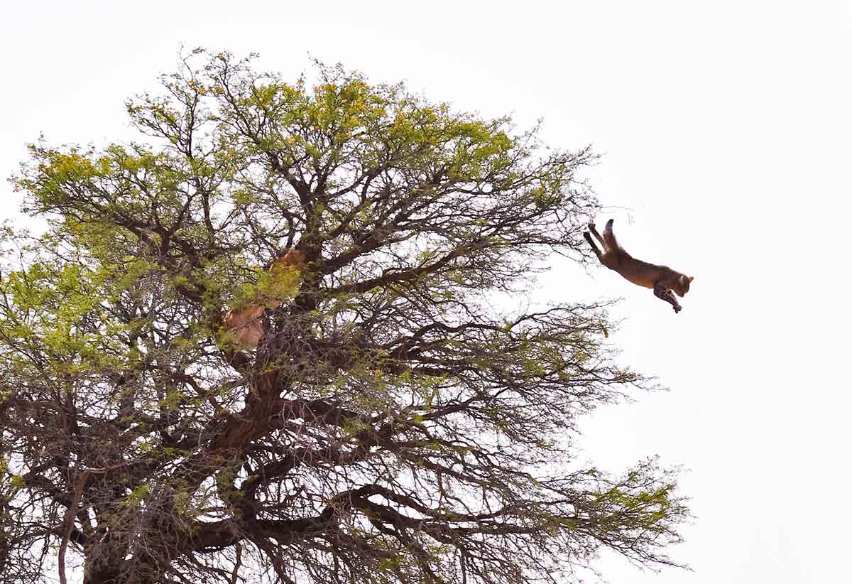 African wildcat jumping from a tree