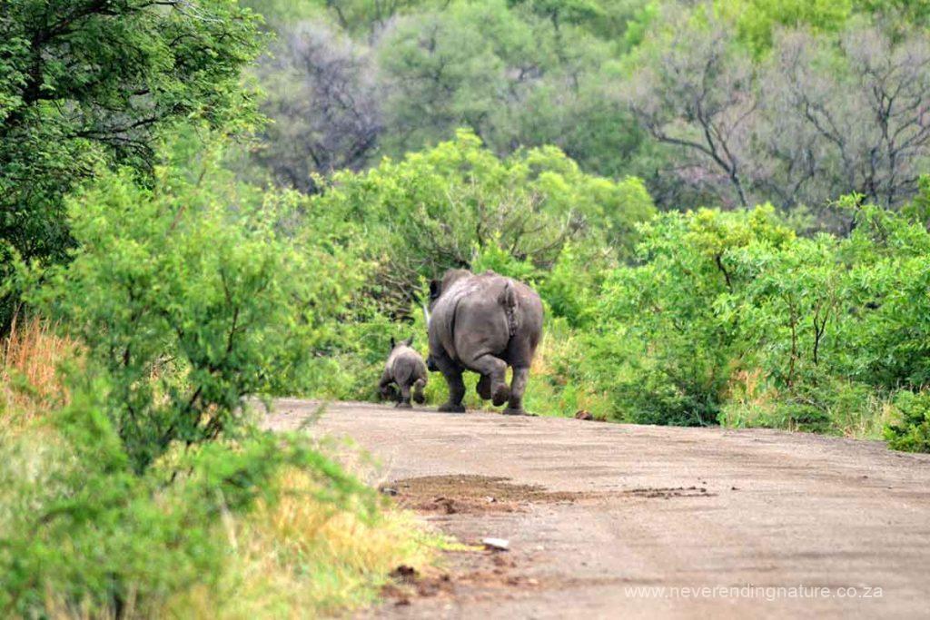 Mom and baby rhino in the Marakele National Park