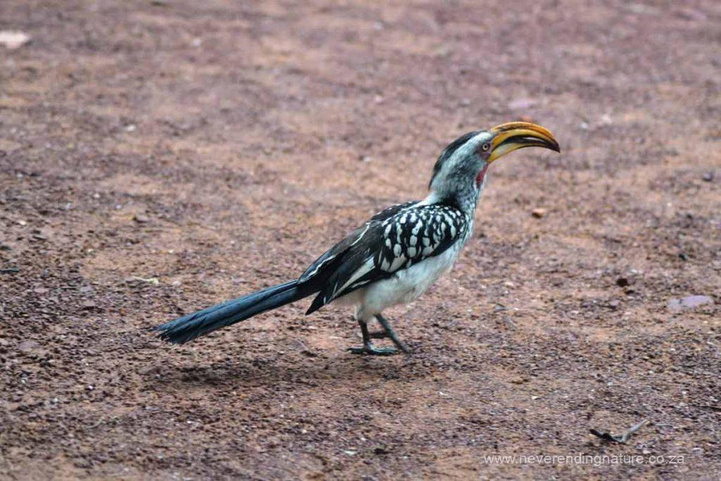 A yellow-billed hornbill in the Marakele National Park