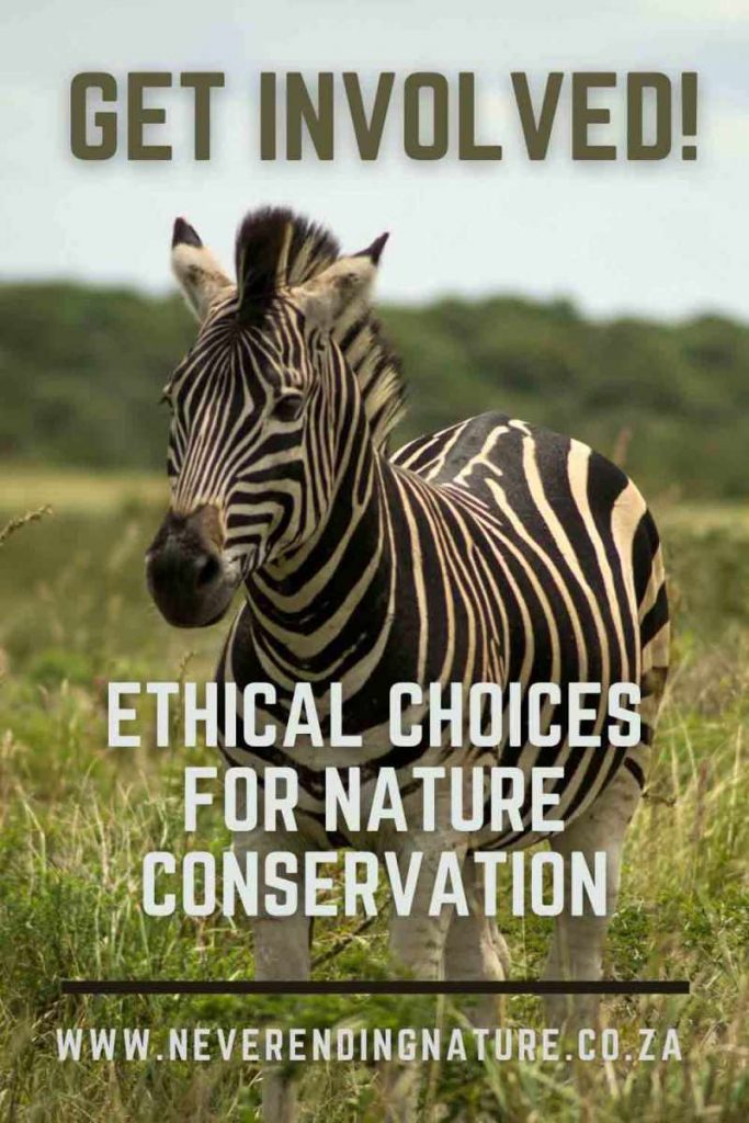Pin this article about how to get involved in conservation