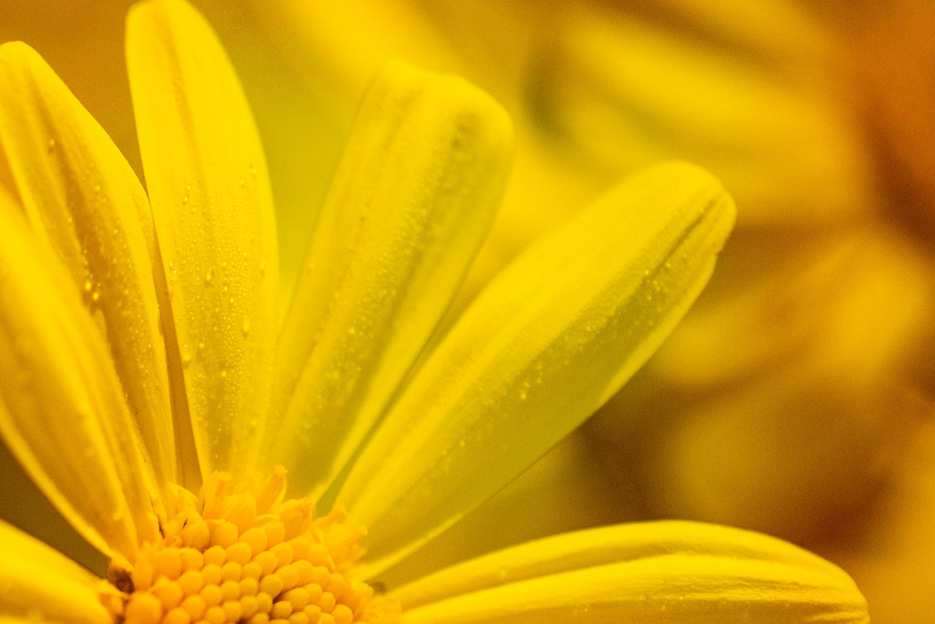 A daisy. Photo: Kat Smith Pexels