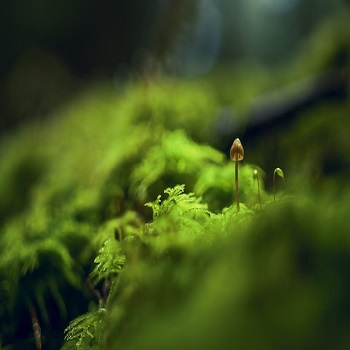 A tiny mushroom growing from moss