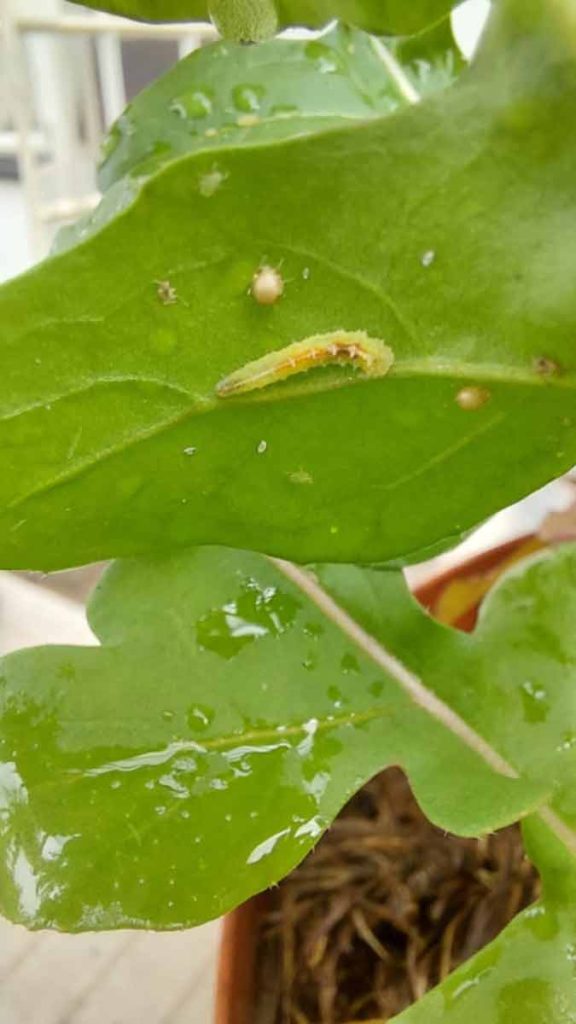 An aphid at the top of the leaf, an aphid mummy parasitised by an Aphidius wasp (bloated aphid) in the middle of the leaf and a hoverfly larvae Photo: René Laing