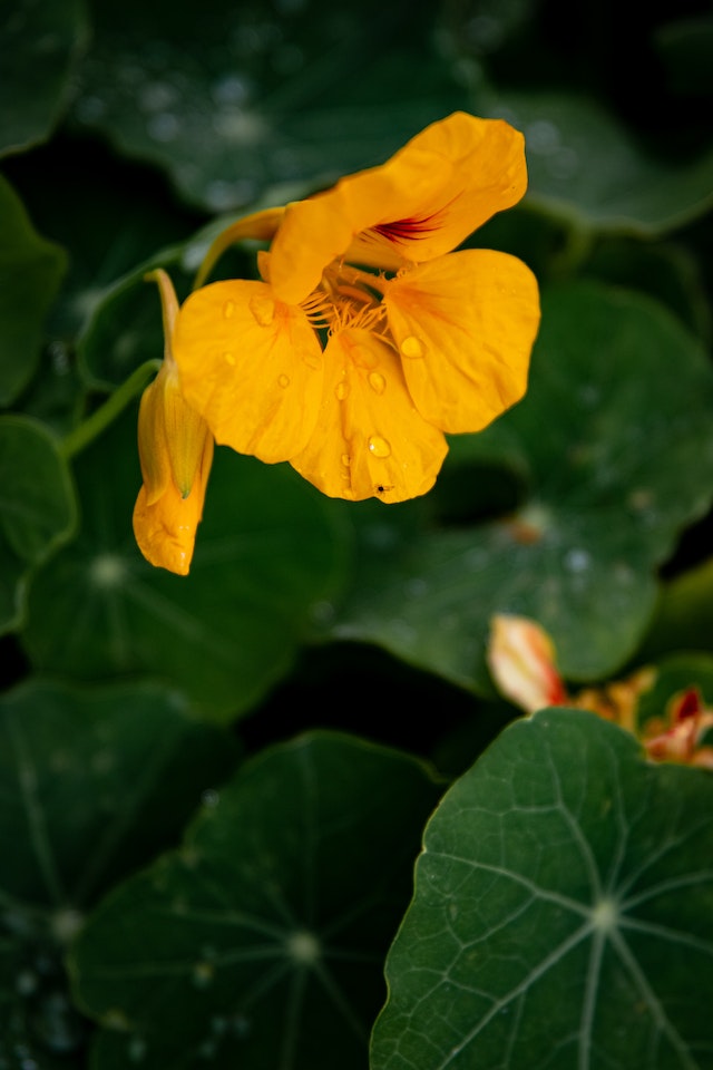 Plant nasturtiums in your garden as a companion plant. Photo: Magda Ehlers, Pexels