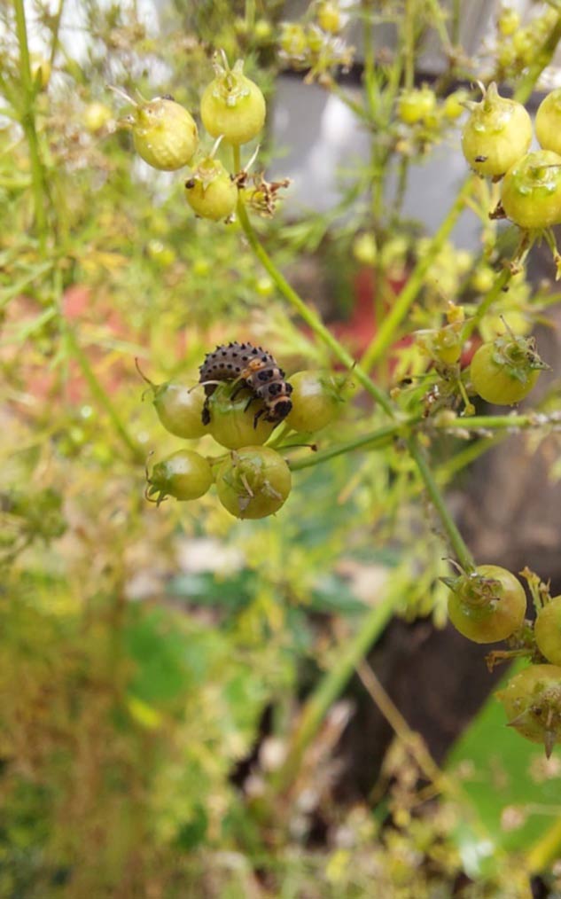 Ladybug larvae are ferocious predators when it comes to aphid colonies.