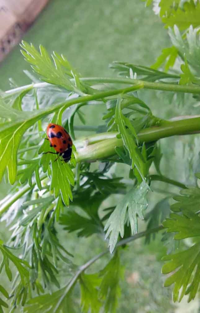 Ladybugs are brilliant at devouring aphids.