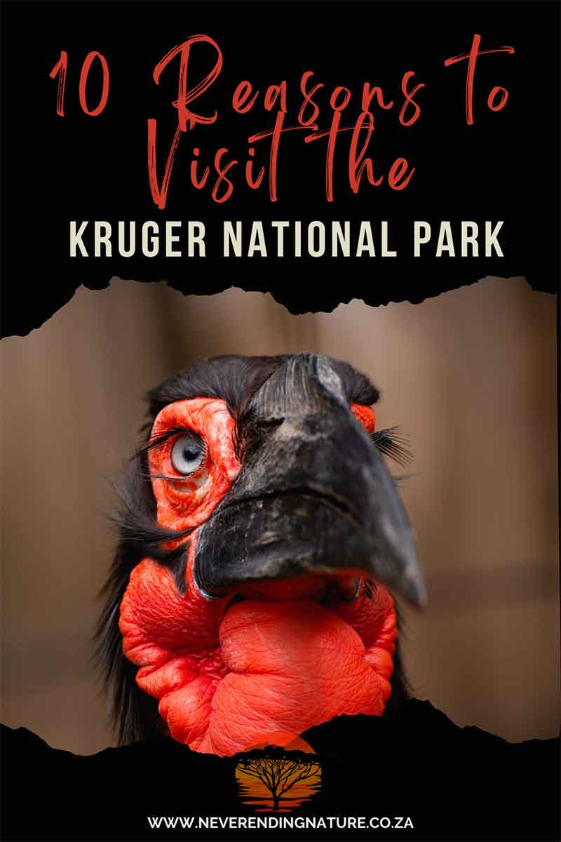 Ten compelling reasons to visit the Kruger National Park