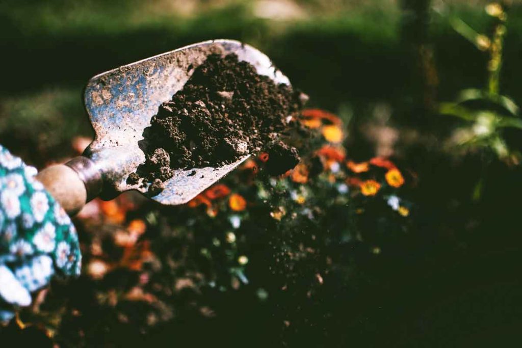Soil health plays a crucial role in your organic gardening journey. Photo: Lisa Fotios, Pexels