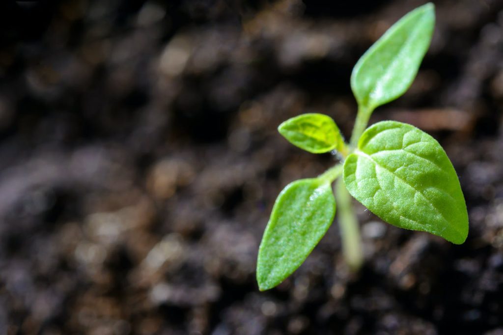 A young vibrant green plant looking healthy.
