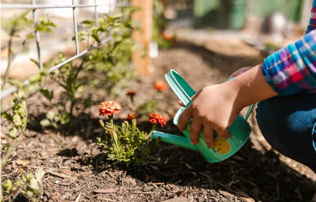 The picture shows someone watering a marigold in the foreground, with tomatoes in the background, the perfect example of companion planting.