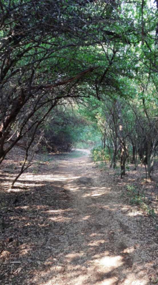 A pathway leads deeper into a wooded area in the Moreleta Kloof Nature Reserve