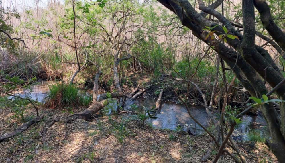 A stream running through the Moreleta Kloof Nature Reserve
