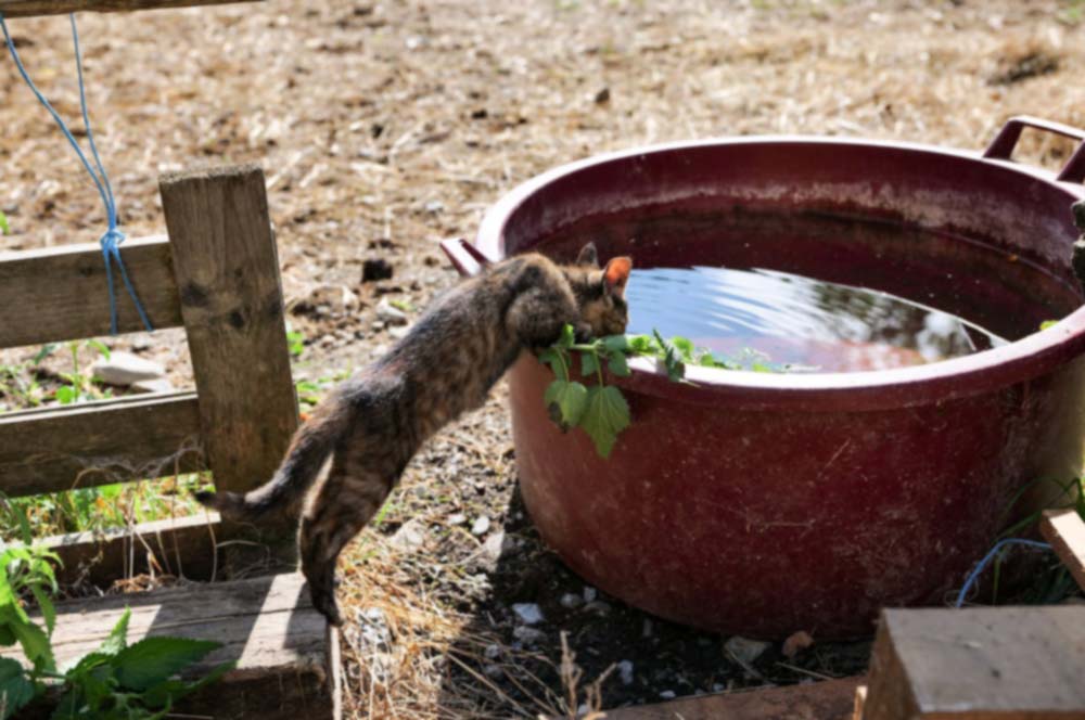 A cat stretching to drink water from a container filled with rain water