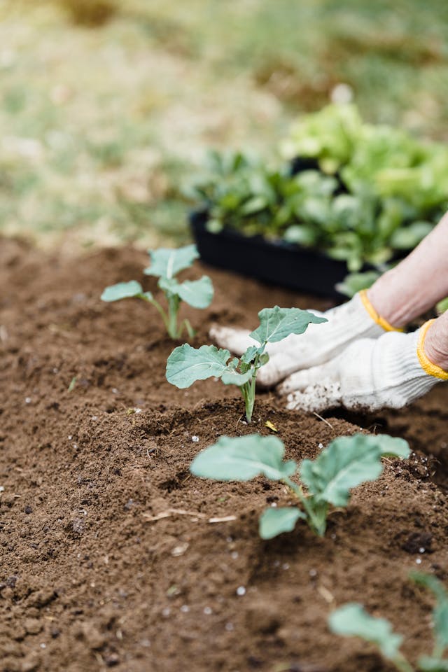Hands planting some vegetable plants in the garden