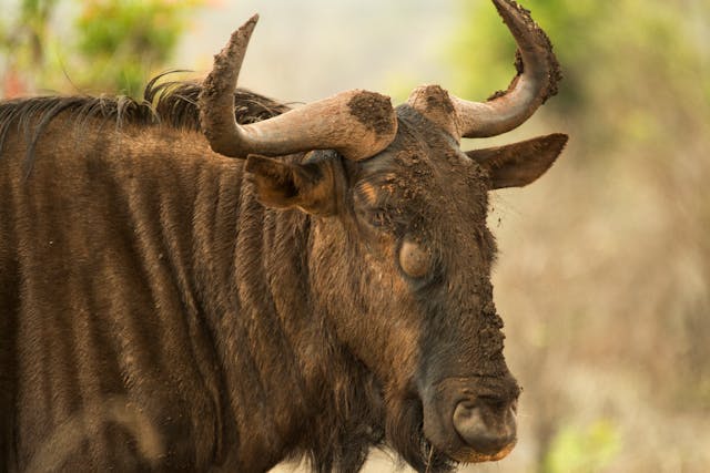 A blue wildebeest up close.