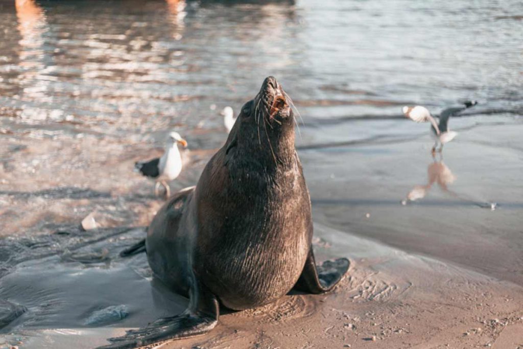 A seal on the beach in Cape Town with water in the background. Photo: Luke Barky