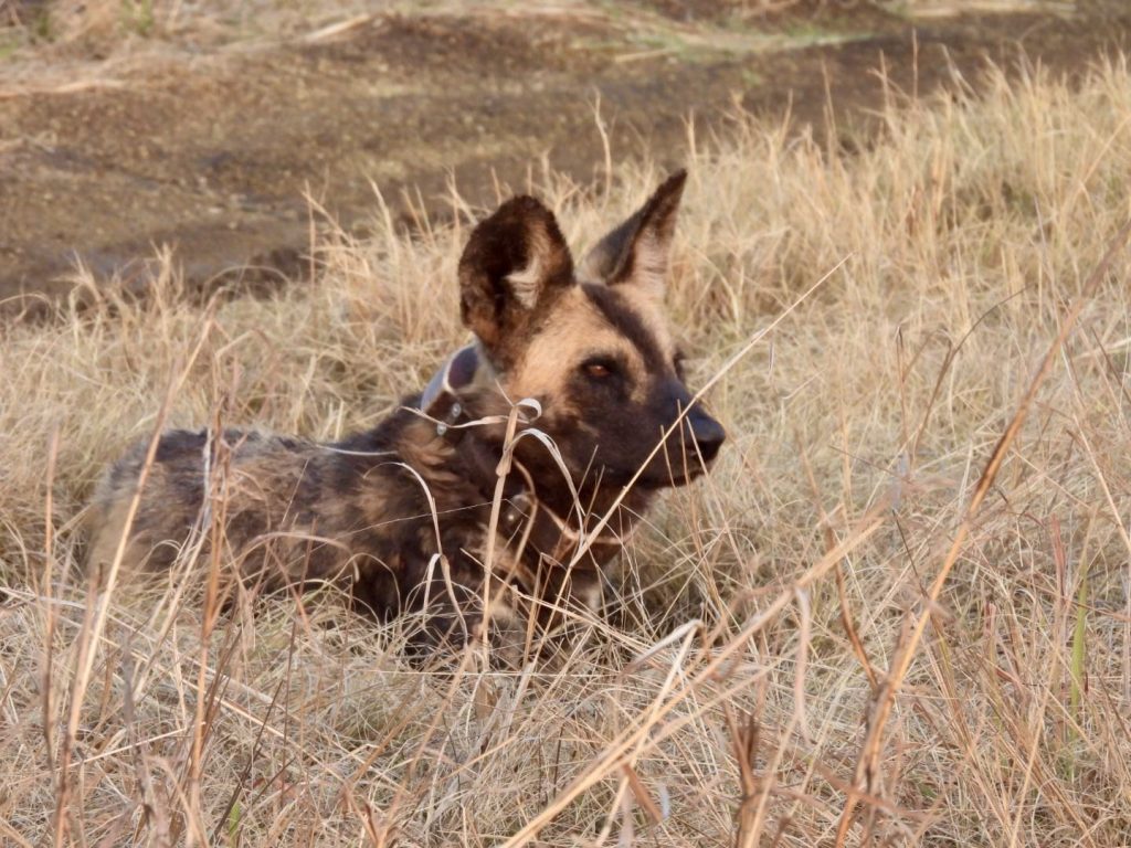 African wild dog in the grass
