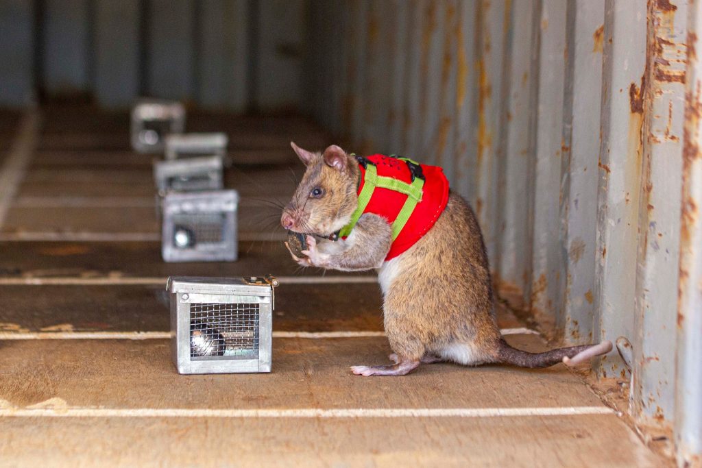 APOPO HeroRATs reveals their ability to detect illegally trafficked wildlife products!