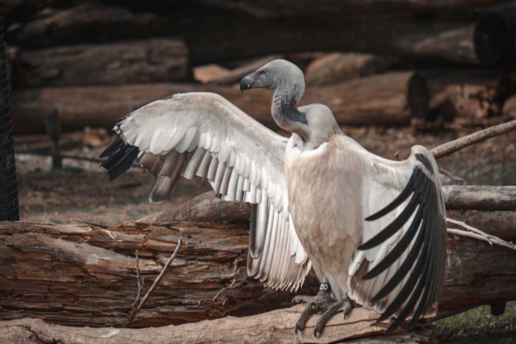 A Cape vulture sitting on a branch with spread wings.