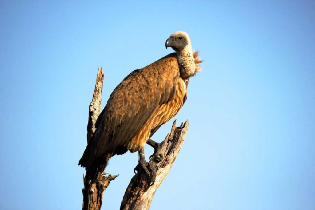 A vulture on a tree stump. Photo: Karen Alchin, Pexels