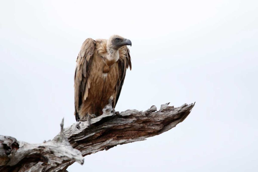 A vulture sitting on a tree branch. Photo: Russell Towers, Pexels