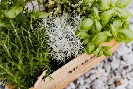 Herbs growing in a wooden box