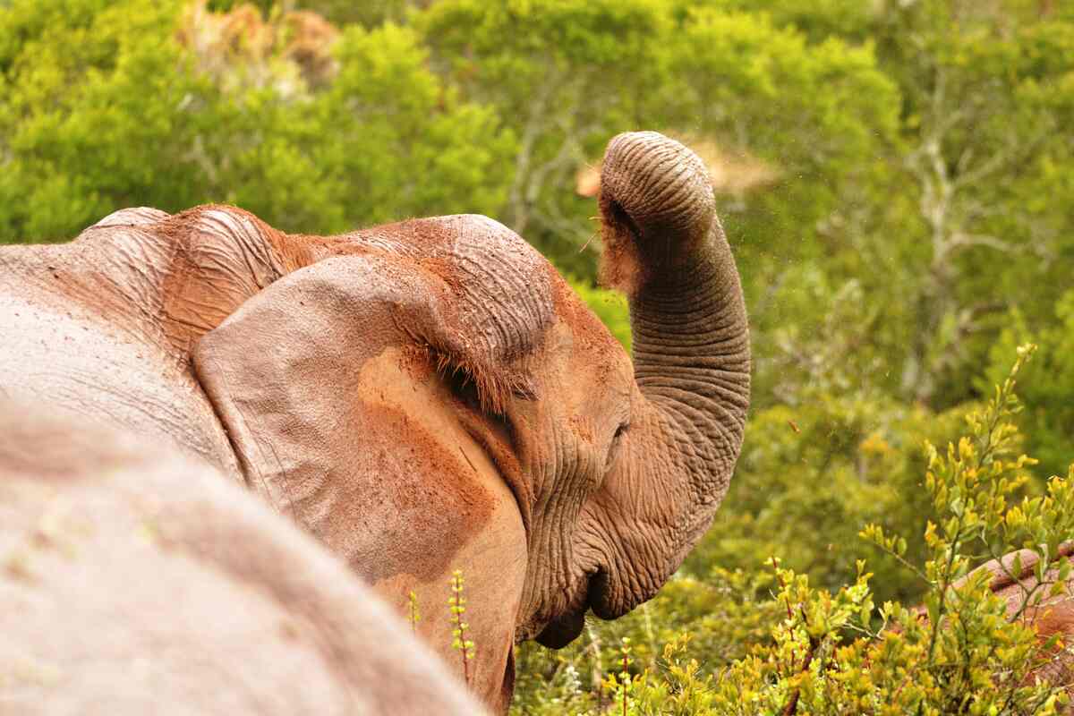 Exploring the treasures of the Addo Elephant National Park post thumbnail image