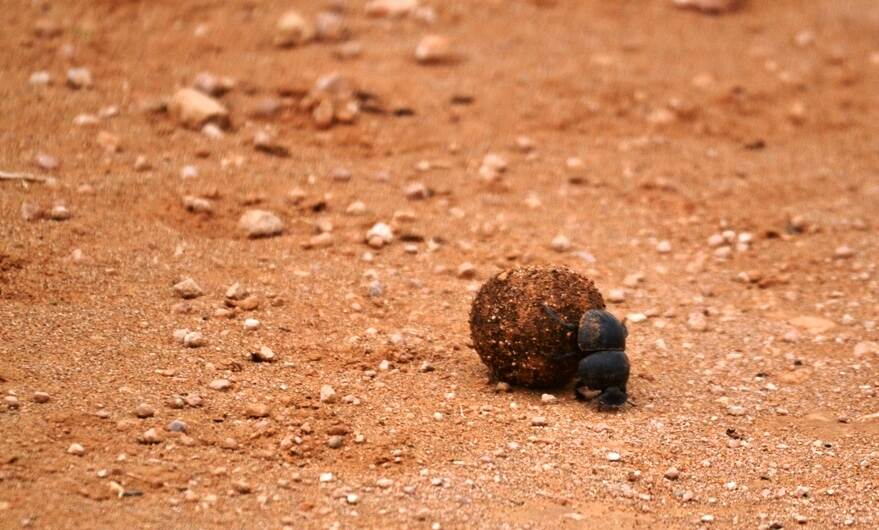 A flightless dung beetle in the Addo Elephant National Park rolling a ball of dung.
