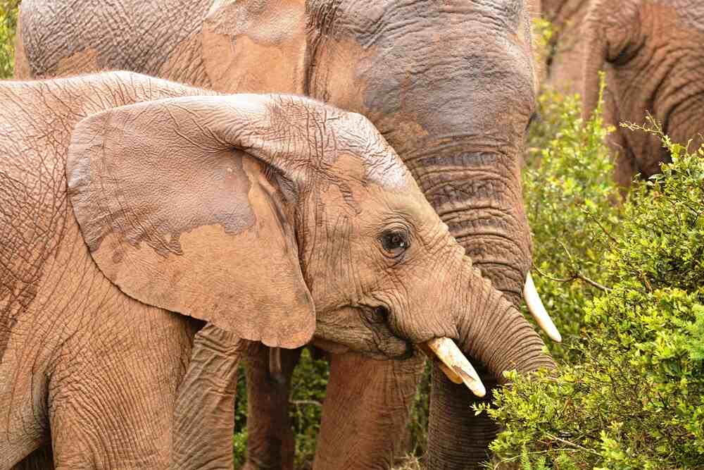 Elephants grazing on green vegetation