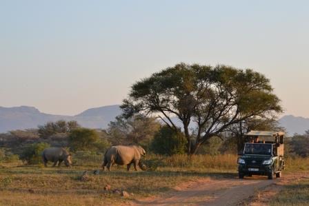 Game drive vehicle in Marakele with rhino.