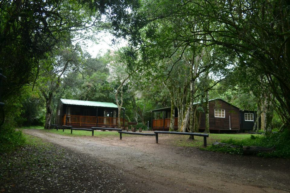 Langebos accommodation surrounded by lush forest.
