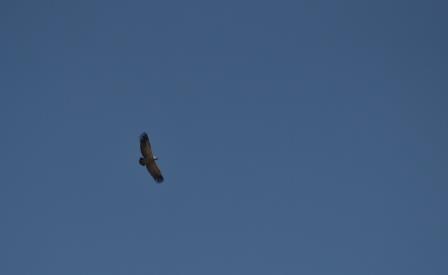 Soaring vultures as seen from Lenong Viewpoint