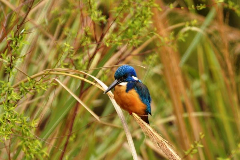 A bird sitting on a piece of grass.