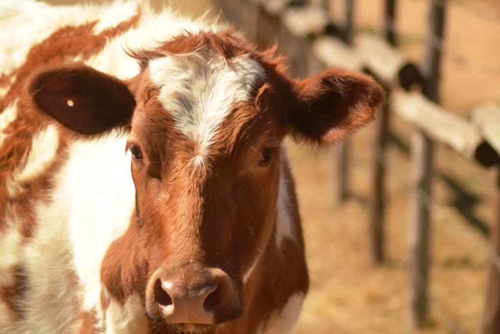 A closeup of one of the cows at Random Harvest Nursery