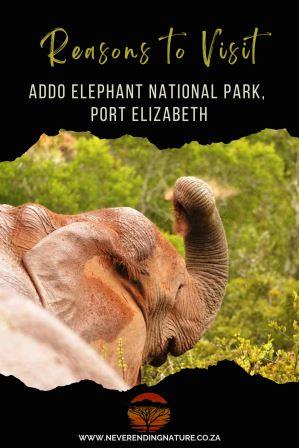 A pin showing an elephant in the Addo Elephant National Park