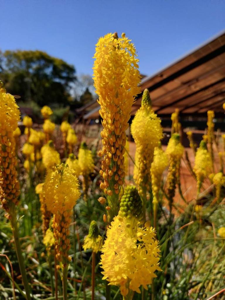 Vibrant yellow flowers at Random Harvest