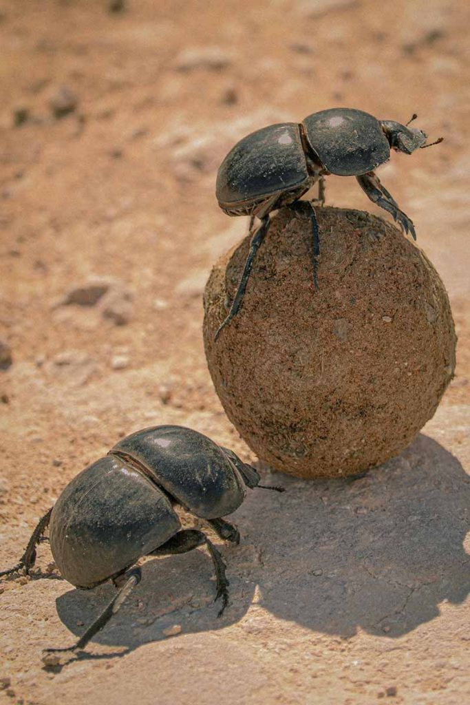 Two dung beetles with a ball of elephant dung.