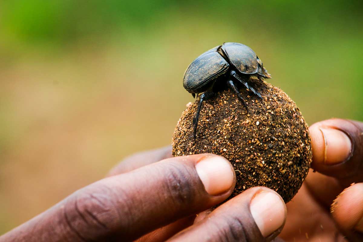 Human hand holding a ball of dung with dung beetle on it.