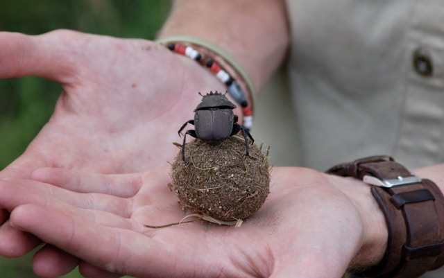 Dung beetle on dung ball in human hand