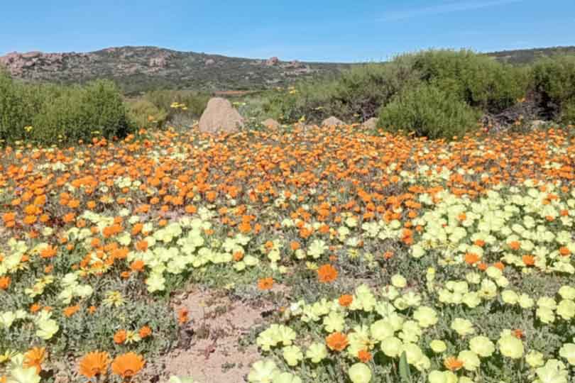 Namaqua flower scenery up close