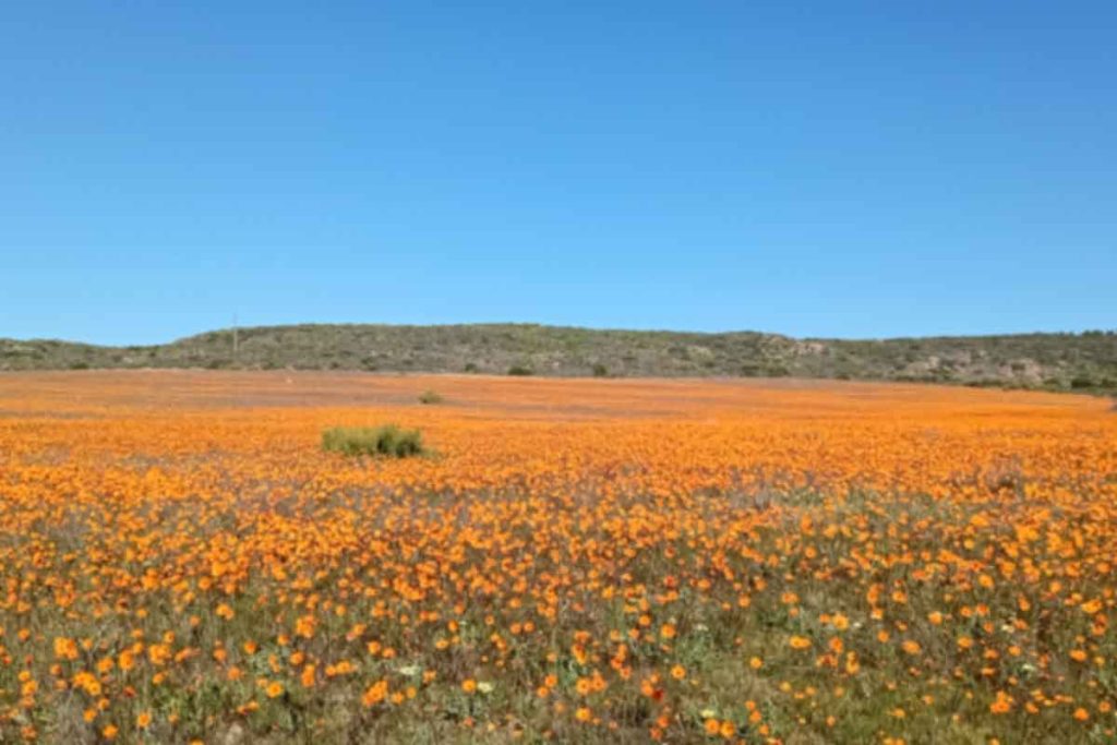 Namaqua flower scenery