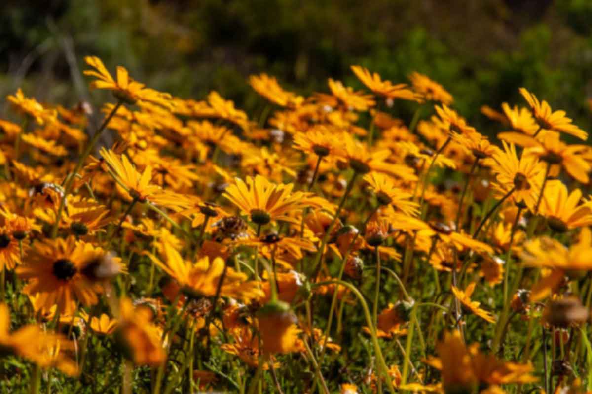 Up close of Namaqua flowers.