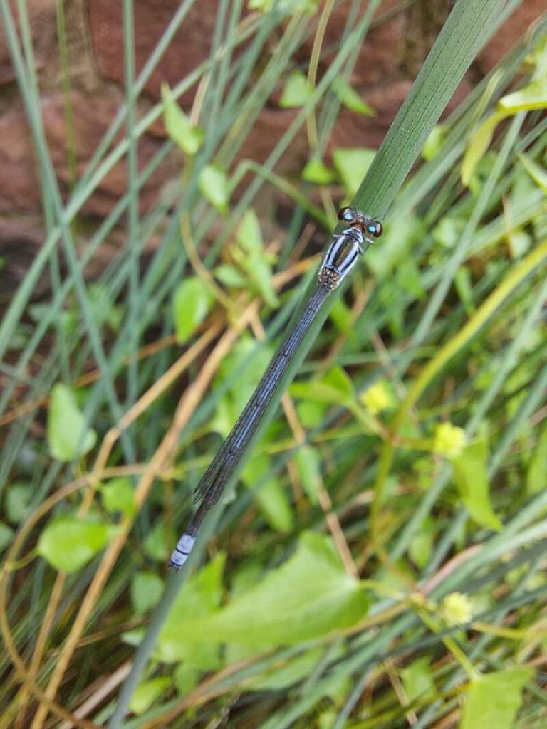 Damselfly on grass at Markon River Lodge